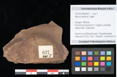 Foto (Objekt + Etikett) von Myrica lignitum Unger (NHMW-GEO-2024-0188-0627)